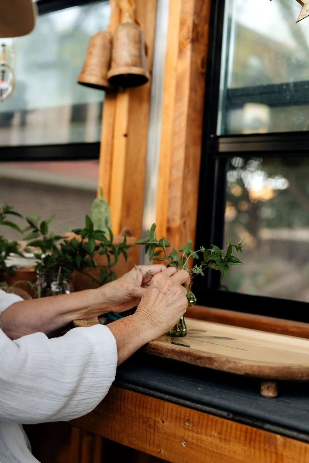 An elderly person arranging a small potted plant on a wooden table near a window with a wooden frame.