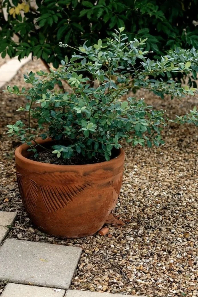 A potted bush with small green leaves sitting on a gravel surface next to a concrete paver, with leafy bushes in the background.