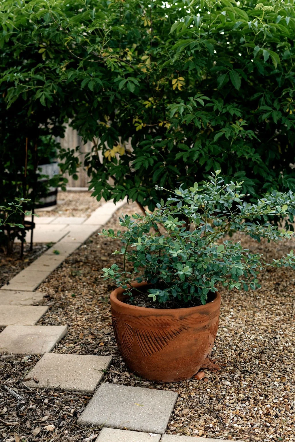 A potted shrub with green leaves placed in a garden with a pebble pathway, larger leafy bushes, and a wooden fence in the background.