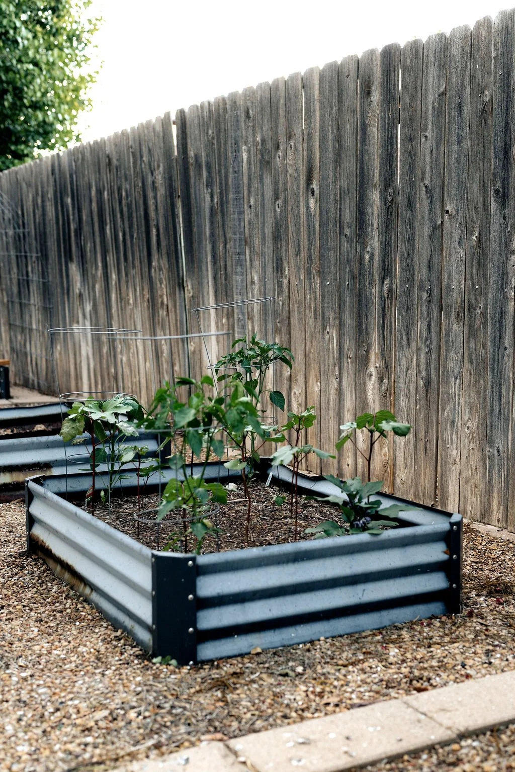 A raised garden bed with young green plants, located next to a wooden fence, in a backyard with a gravel ground and a sidewalk edge.