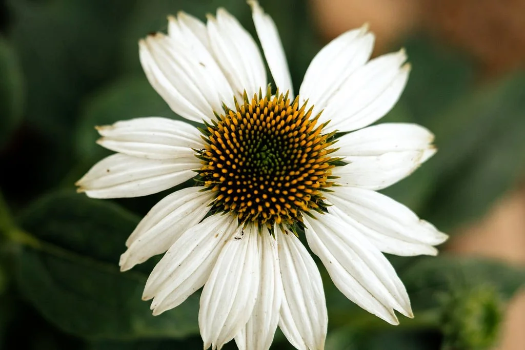 Close-up of a white coneflower with a green and yellow center, surrounded by green leaves.