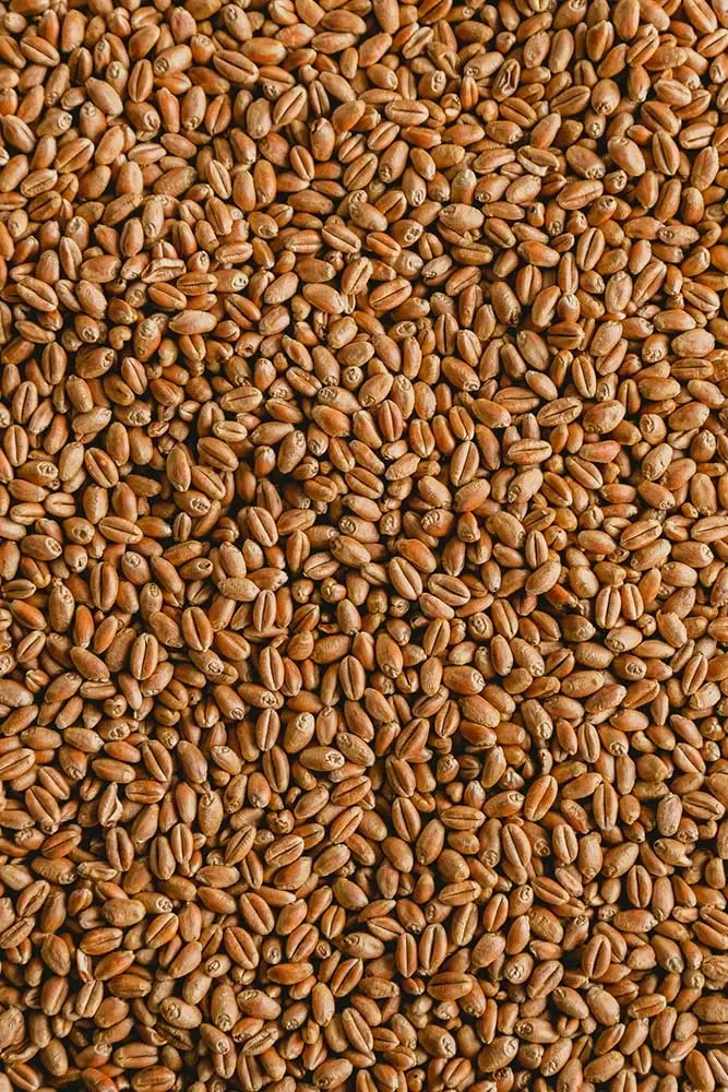 Close-up of cleaned cereal grain kernels filling the frame, ready for grading or seeding.