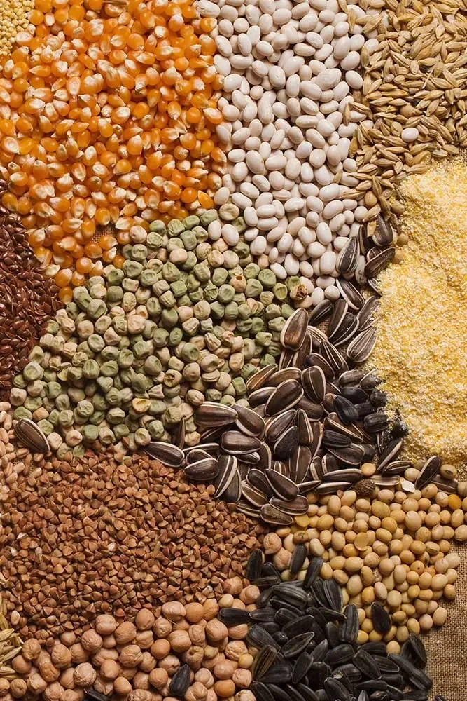 Assortment of agricultural seeds and grains arranged by variety, including corn, white beans, peas, sunflower seeds, and pulses.