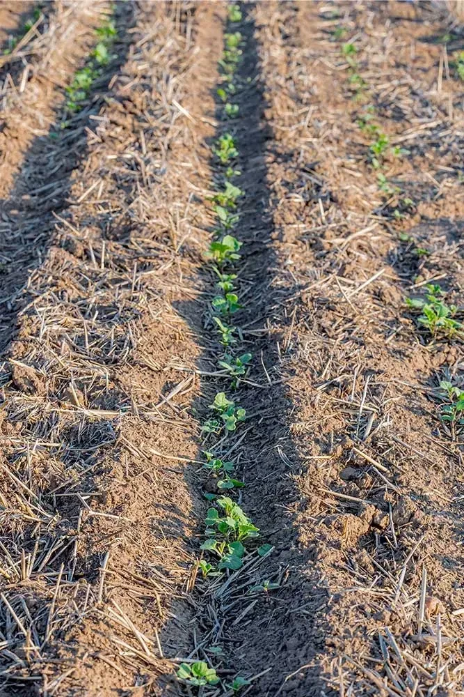 Young seedlings emerging in neat rows.