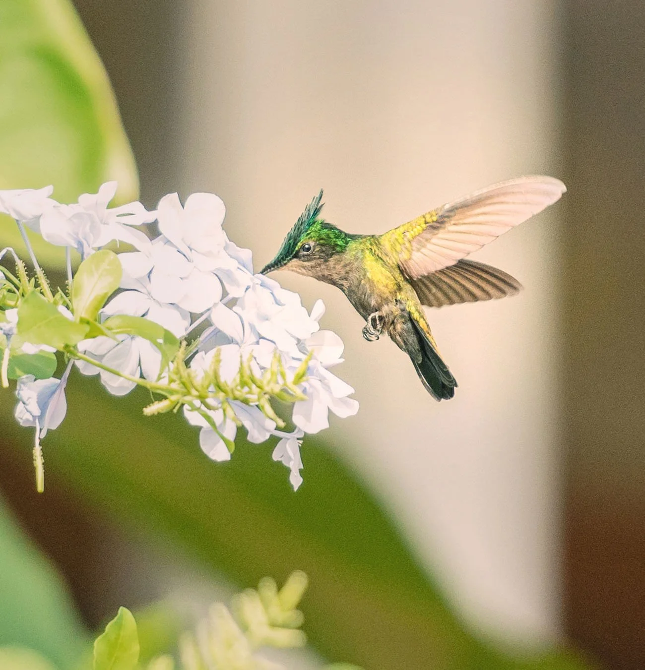 A hummingbird with green and yellow feathers hovering near white flowers.