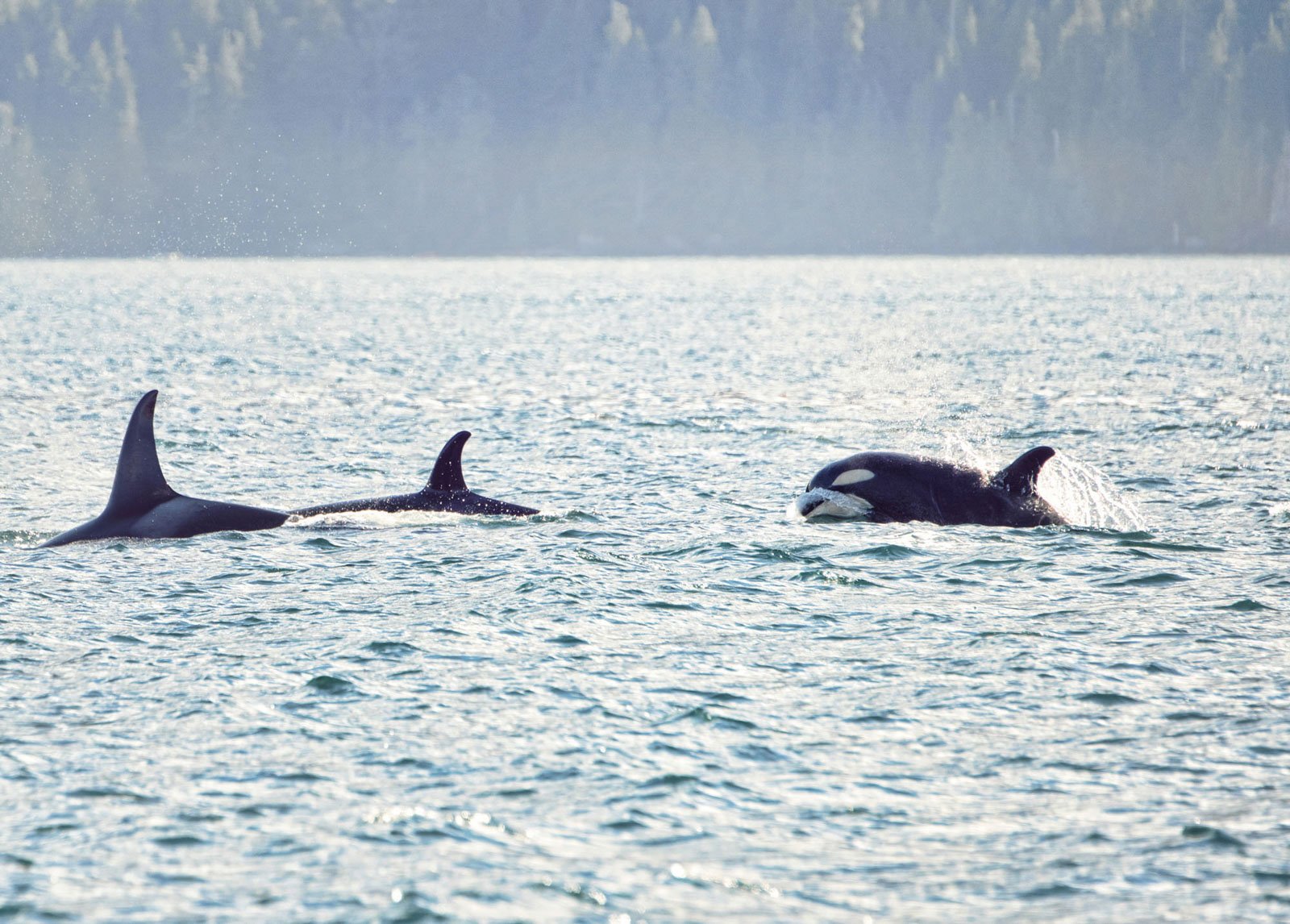 A pod of orcas swimming in the ocean with icy cliffs in the background.