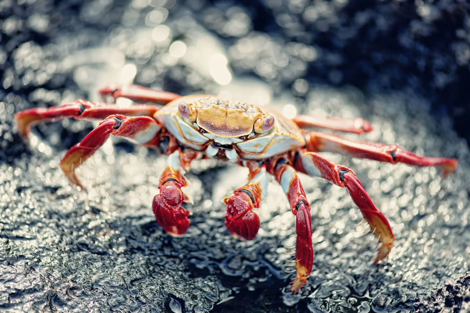 Close-up of a crab on a wet, dark surface with sunlight reflecting off the background.