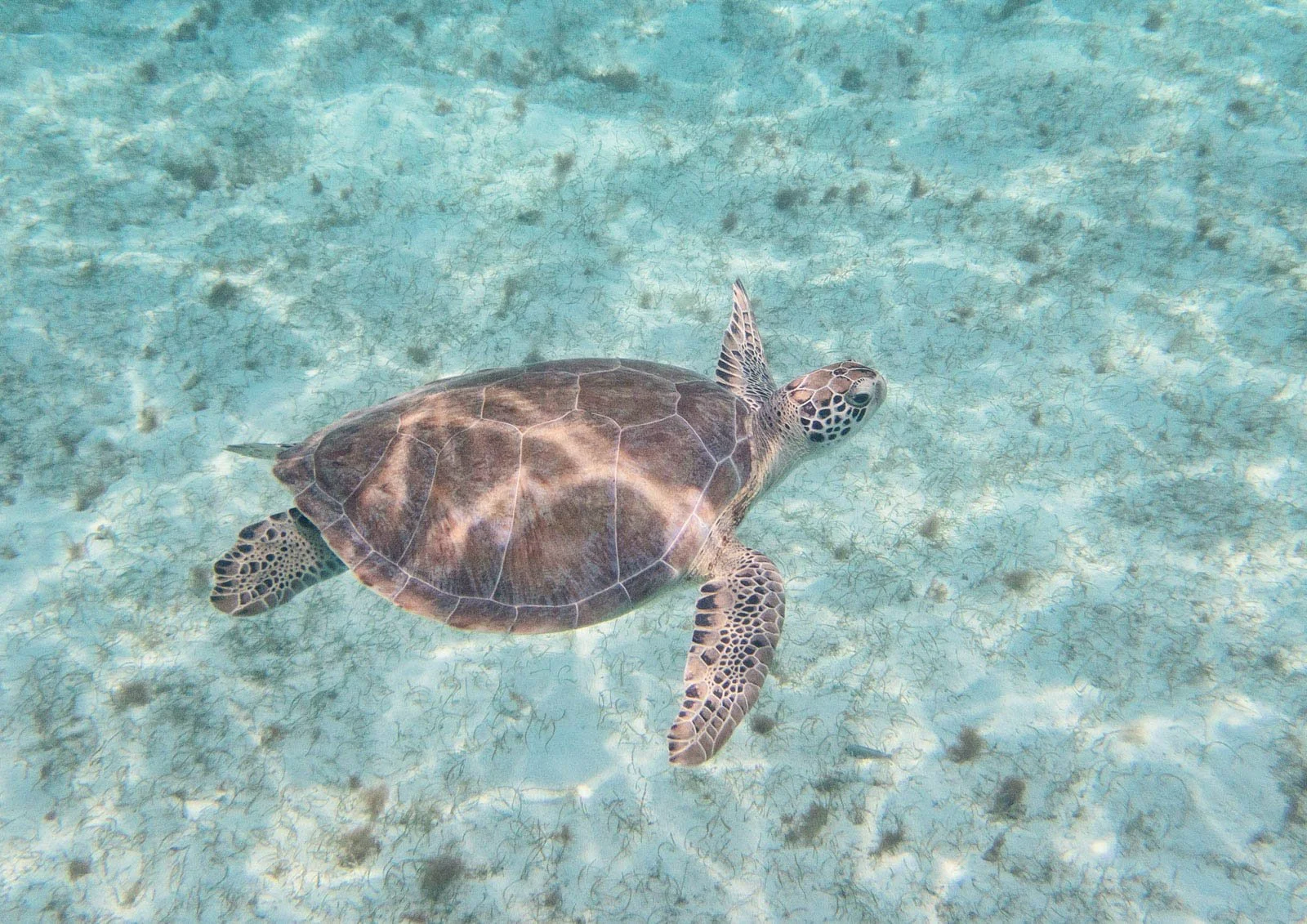 A sea turtle swimming in clear blue water over a sandy ocean floor with sparse seaweed.