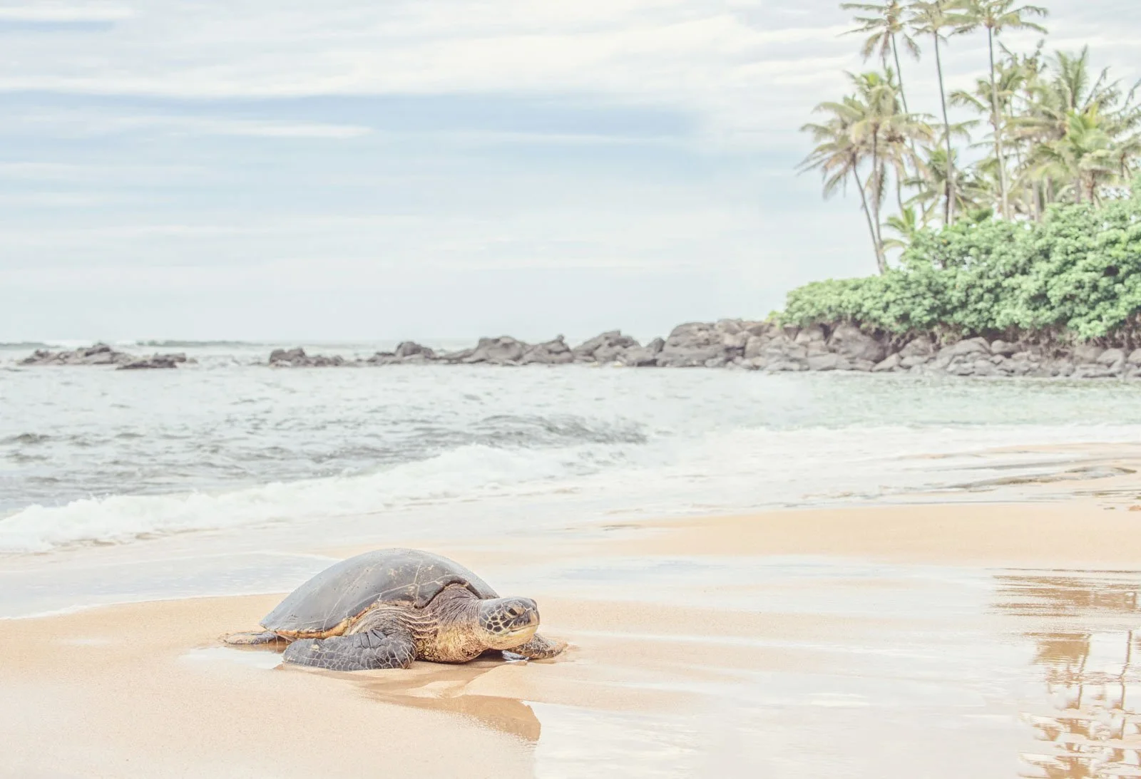 A baby sea turtle on the sandy shore near the water with lush green trees and rocks in the background.