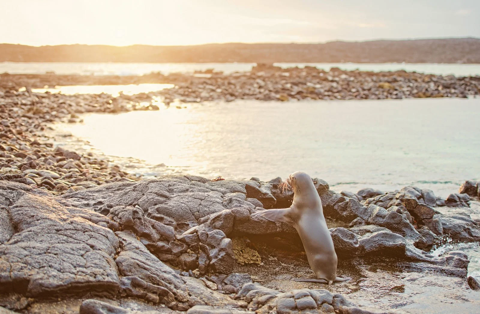 A sea lion standing on rocks by the water on a rocky beach during sunset.