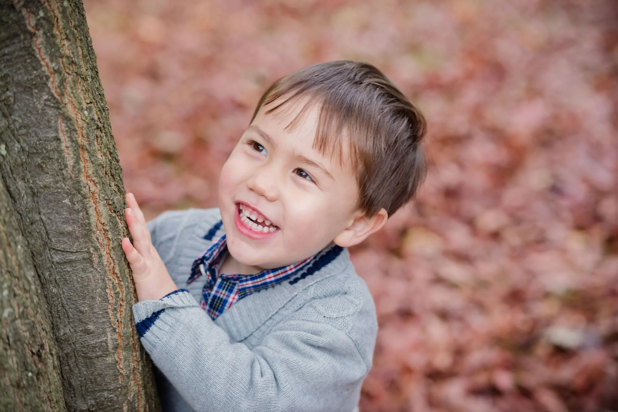 Three year old boy peeks out from behind a tree and smiles, during a family photoshoot in Hyde Park in London.  There are red autumn leaves on the ground behind him.