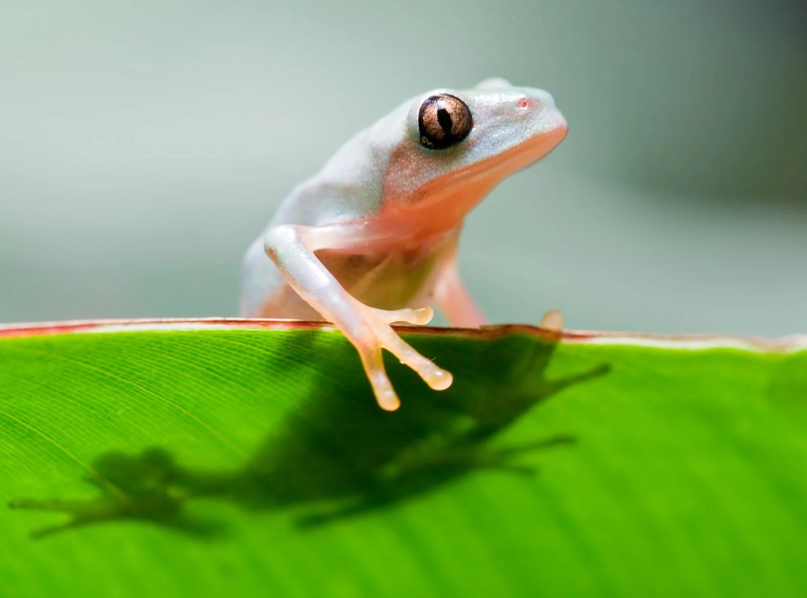 Close-up of a small frog with large dark eyes, perched on a green leaf.