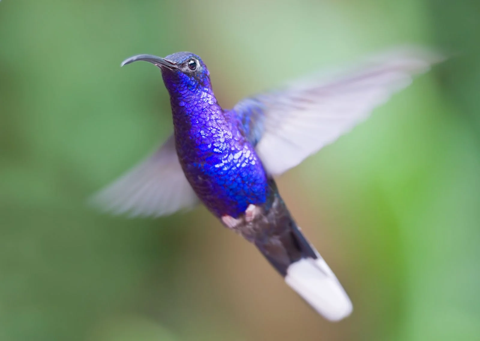 A vibrant purple and blue hummingbird in mid-flight against a green background.