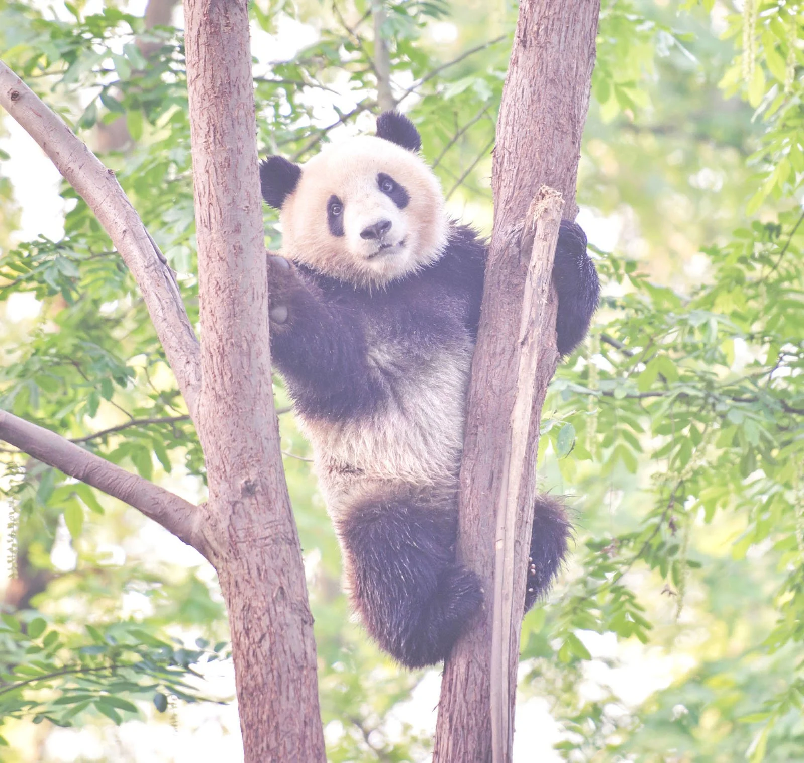 A baby panda sitting in a tree among green leaves, looking towards the camera.