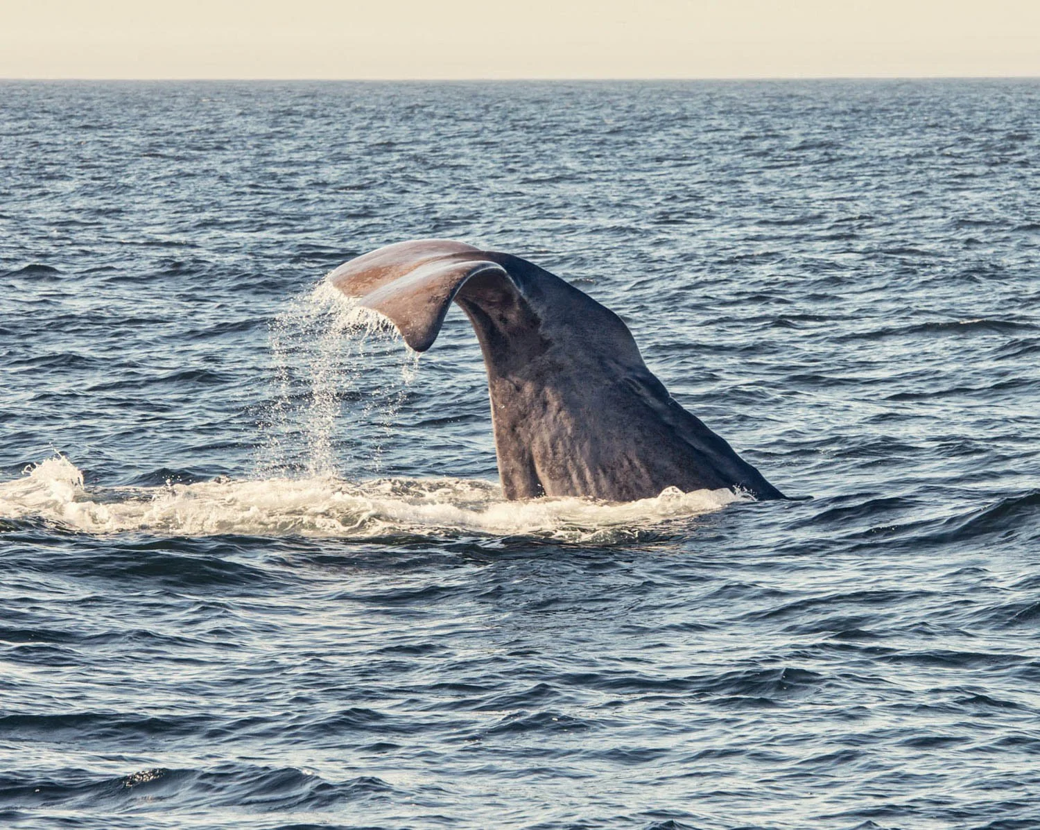 A whale's tail emerges from the ocean, with water dripping from its underside as it prepares to dive.