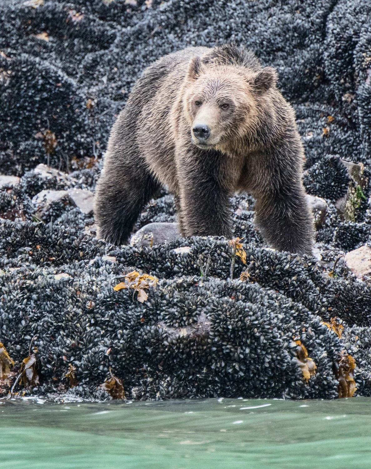 A brown bear standing on a rocky shoreline covered with mussels and seaweed at the water's edge.