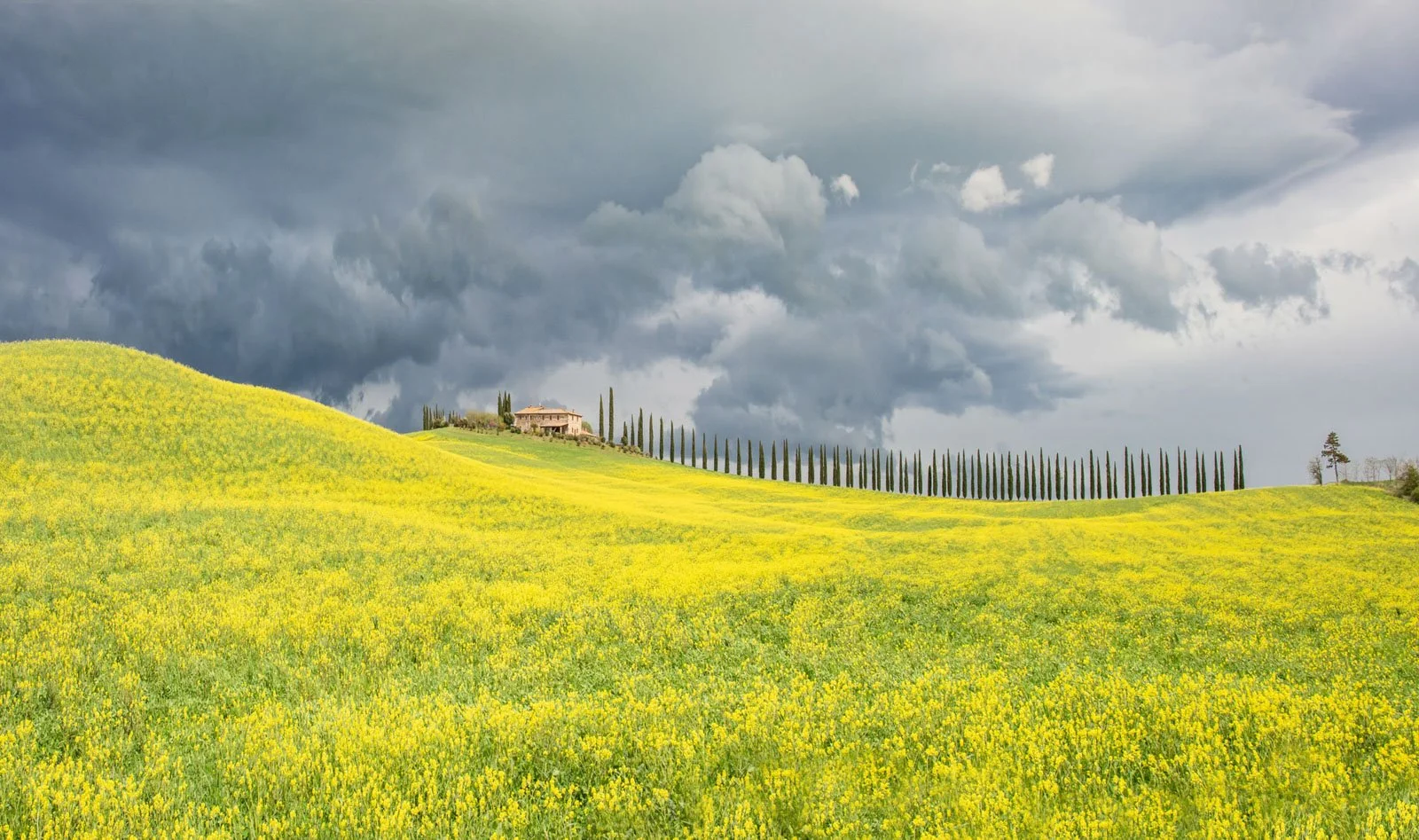 Rolling green hills covered with yellow wildflowers, a line of tall cypress trees, and a house or villa on a hilltop against a stormy sky.