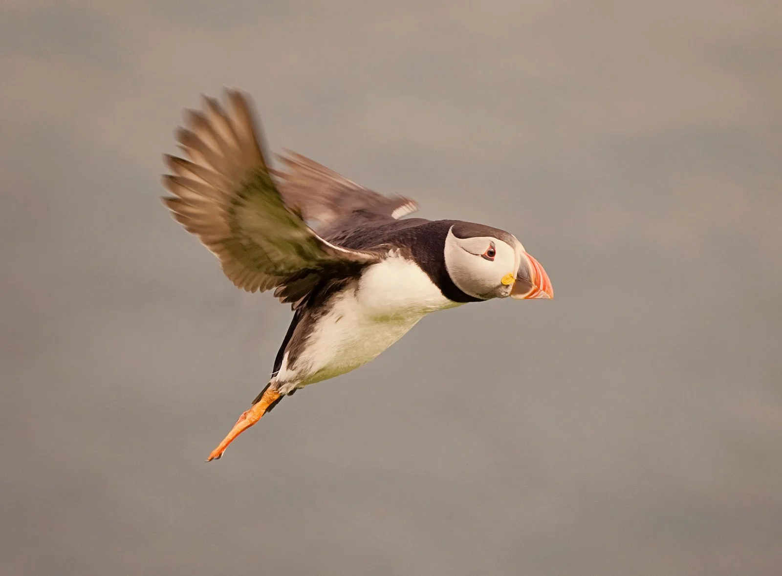 A puffin in mid-flight with wings extended, showing black and white plumage and an orange beak and feet, against a cloudy sky background.