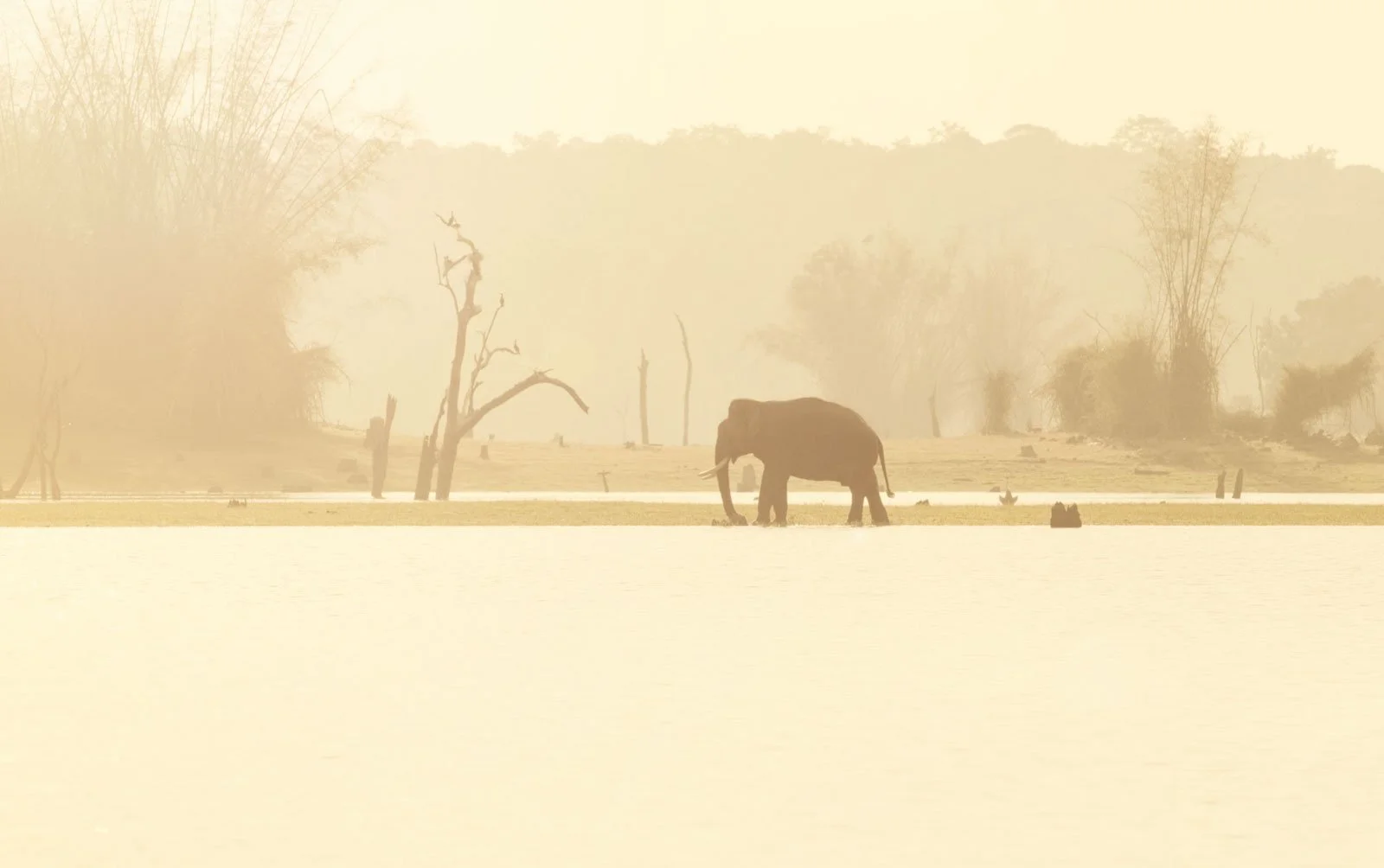 An elephant standing in water with trees and a hazy background.