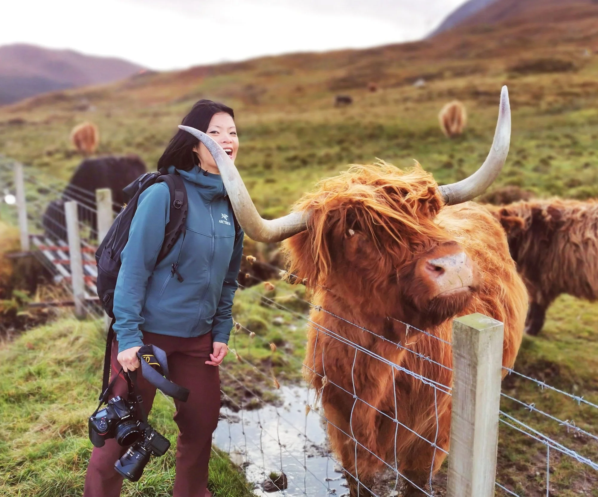 Photographer holds two cameras as she peeks out from behind a Highland Cow