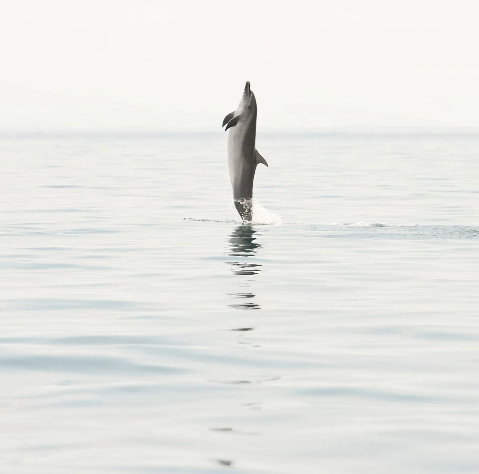 A dolphin leaping out of the water with a bright, foggy sky in the background.