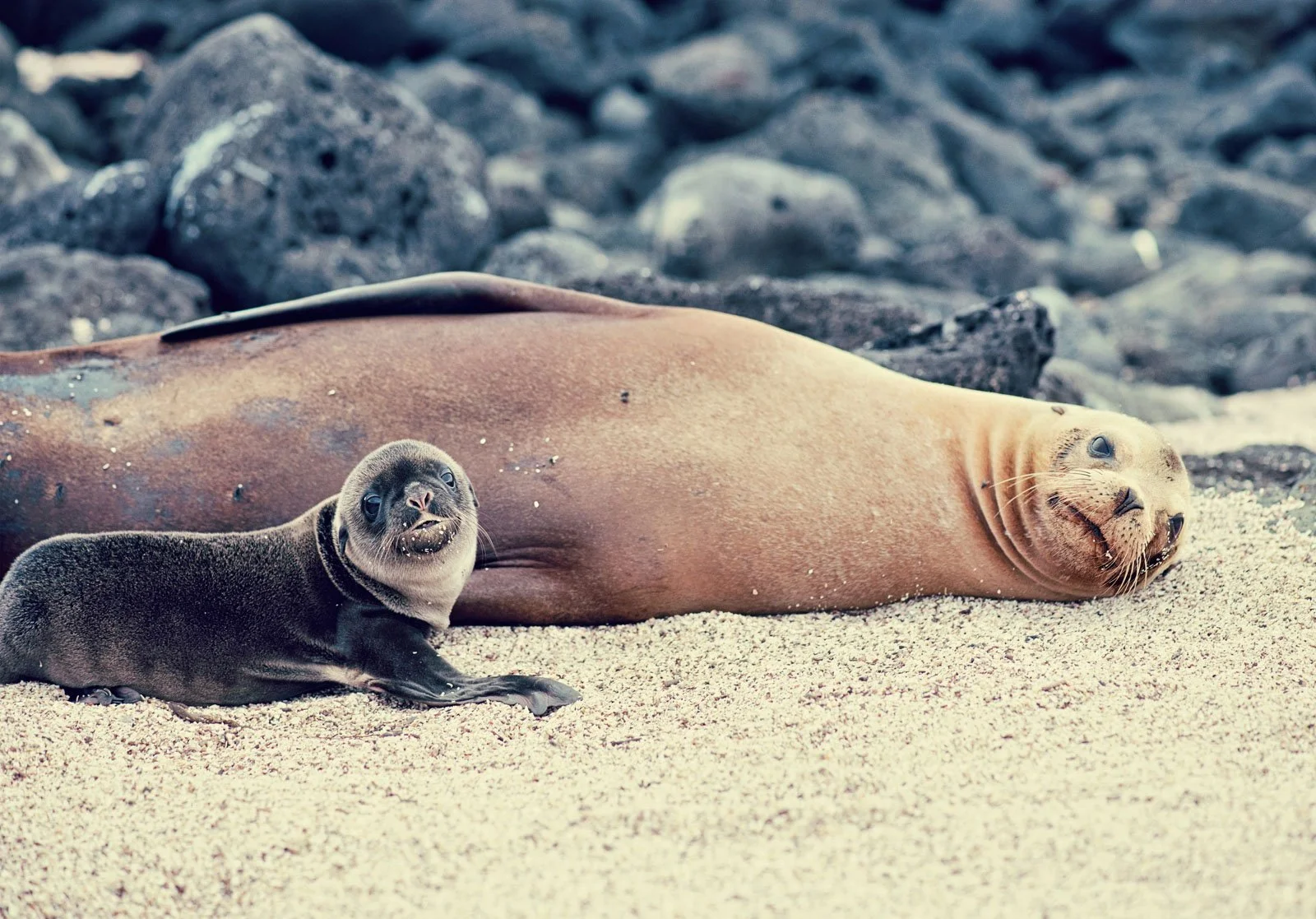 A baby seal and an adult seal lying on sandy beach with rocks in the background.
