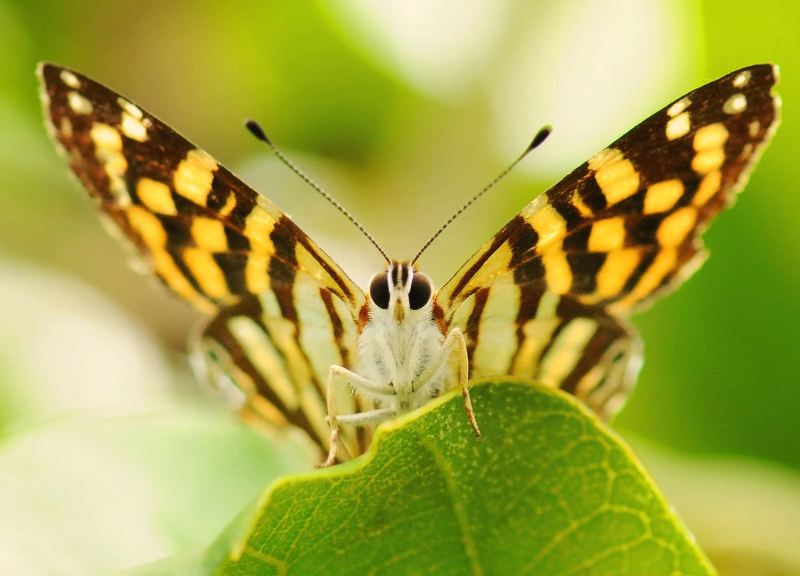 A butterfly perched on a leaf, facing the camera, with green background.