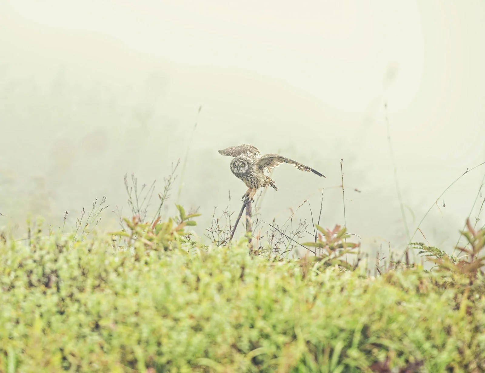 An owl perched on a branch in a foggy, grassy field with sparse plants.