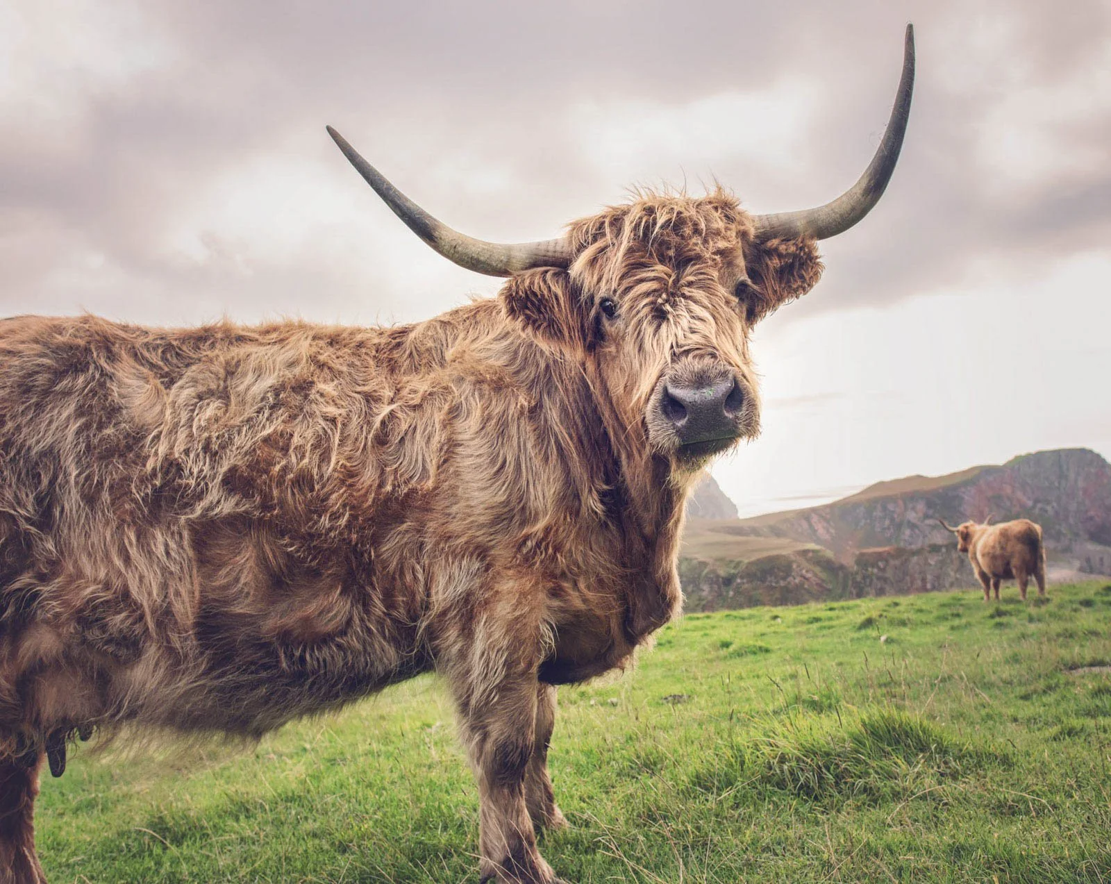 A Highland cow with long, shaggy fur and large curved horns standing in a grassy field with hills in the background.
