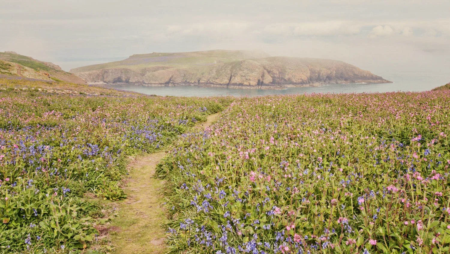 A dirt path running through a colorful flowering field with purple and pink flowers, leading to cliffs overlooking the ocean under a cloudy sky.