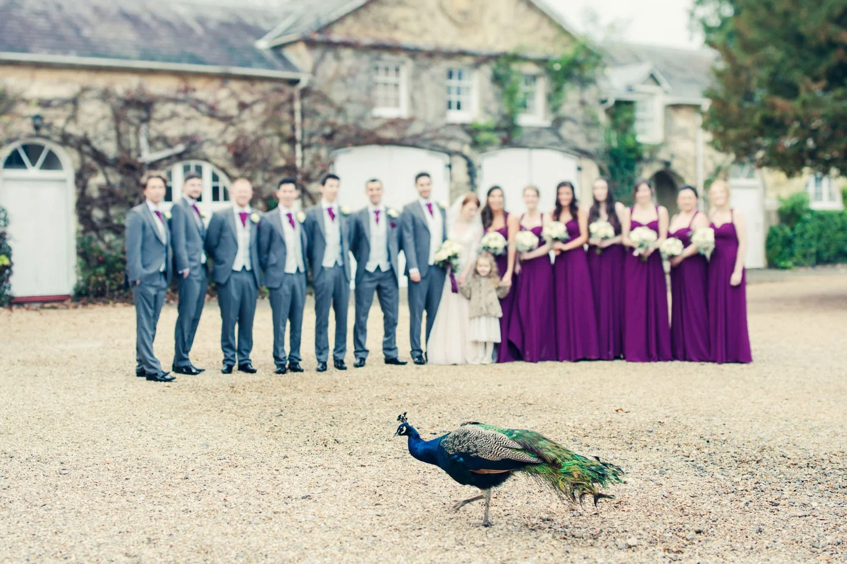 A peacock photo bombs a group photo during a wedding in Northbrook Park in Surrey