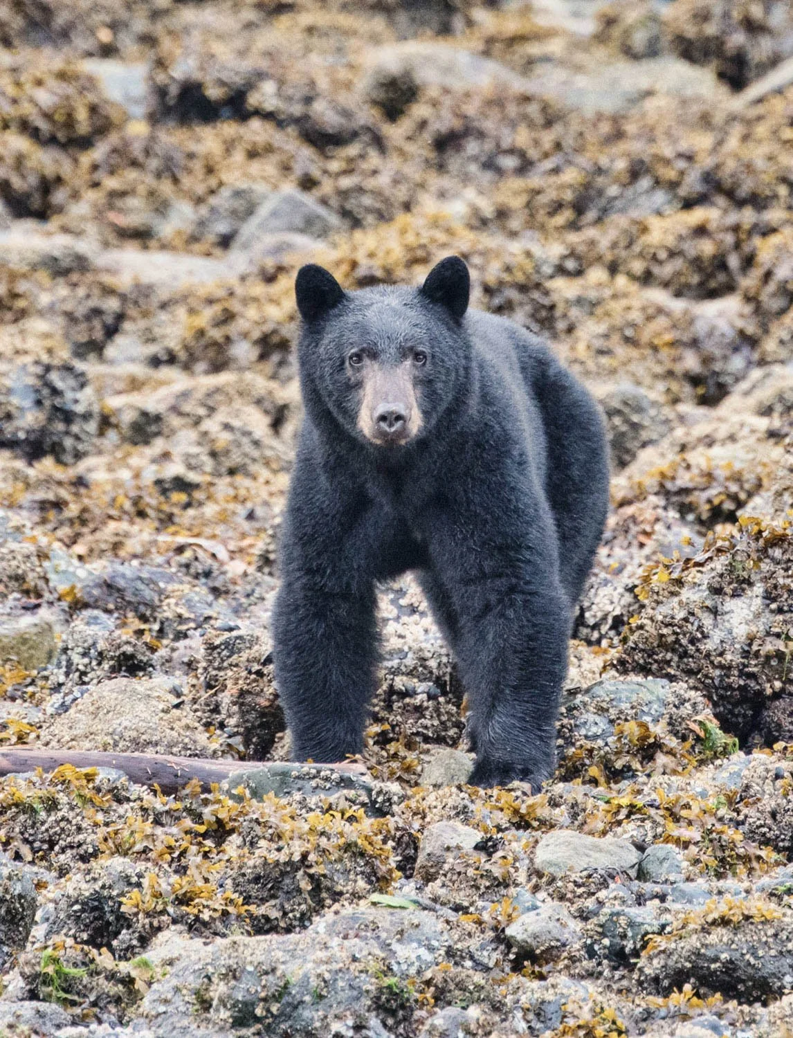 A black bear standing on rocky terrain with seaweed and small rocks.