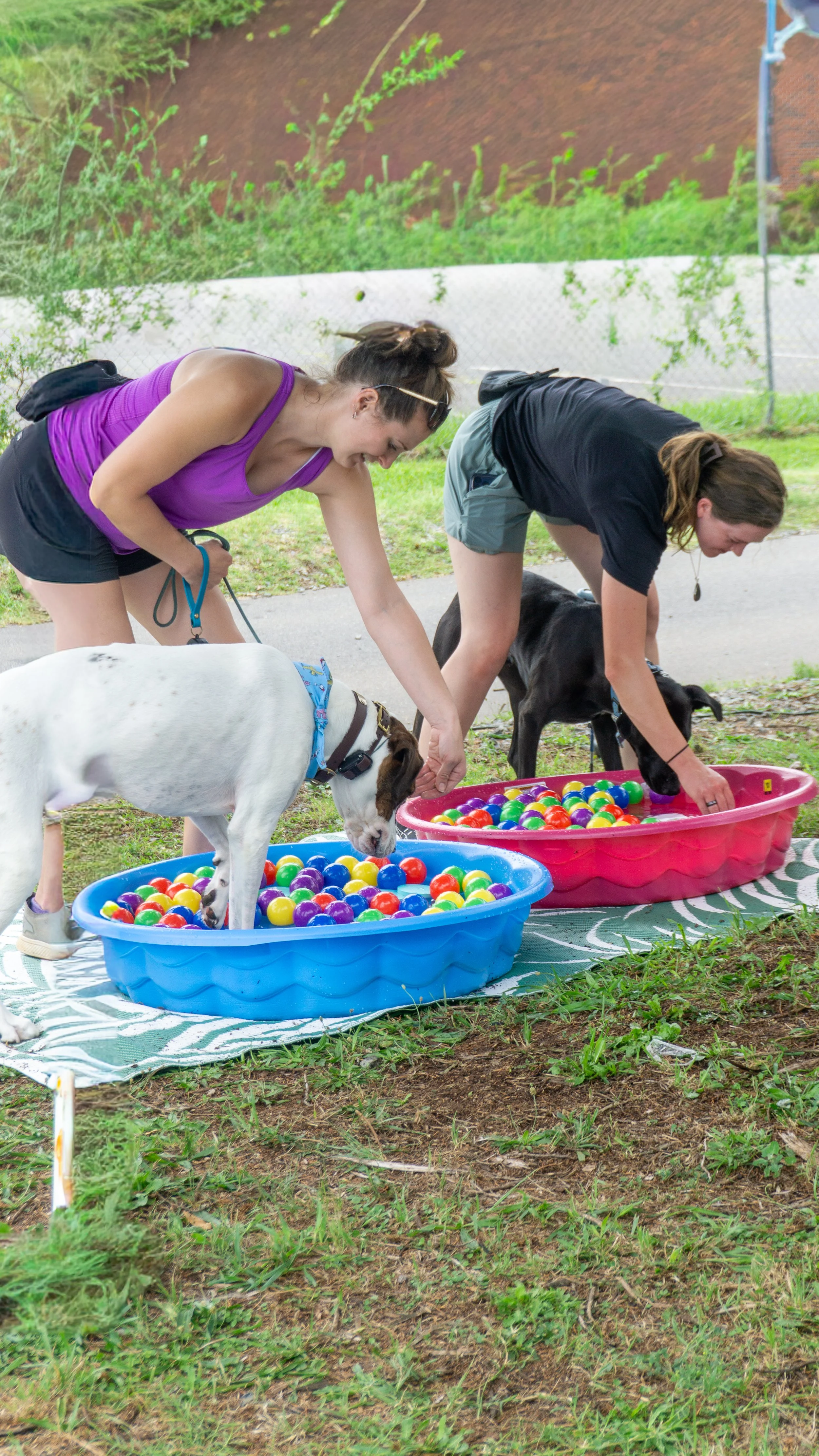 two dogs in pool of balls with two people luring them in with treats