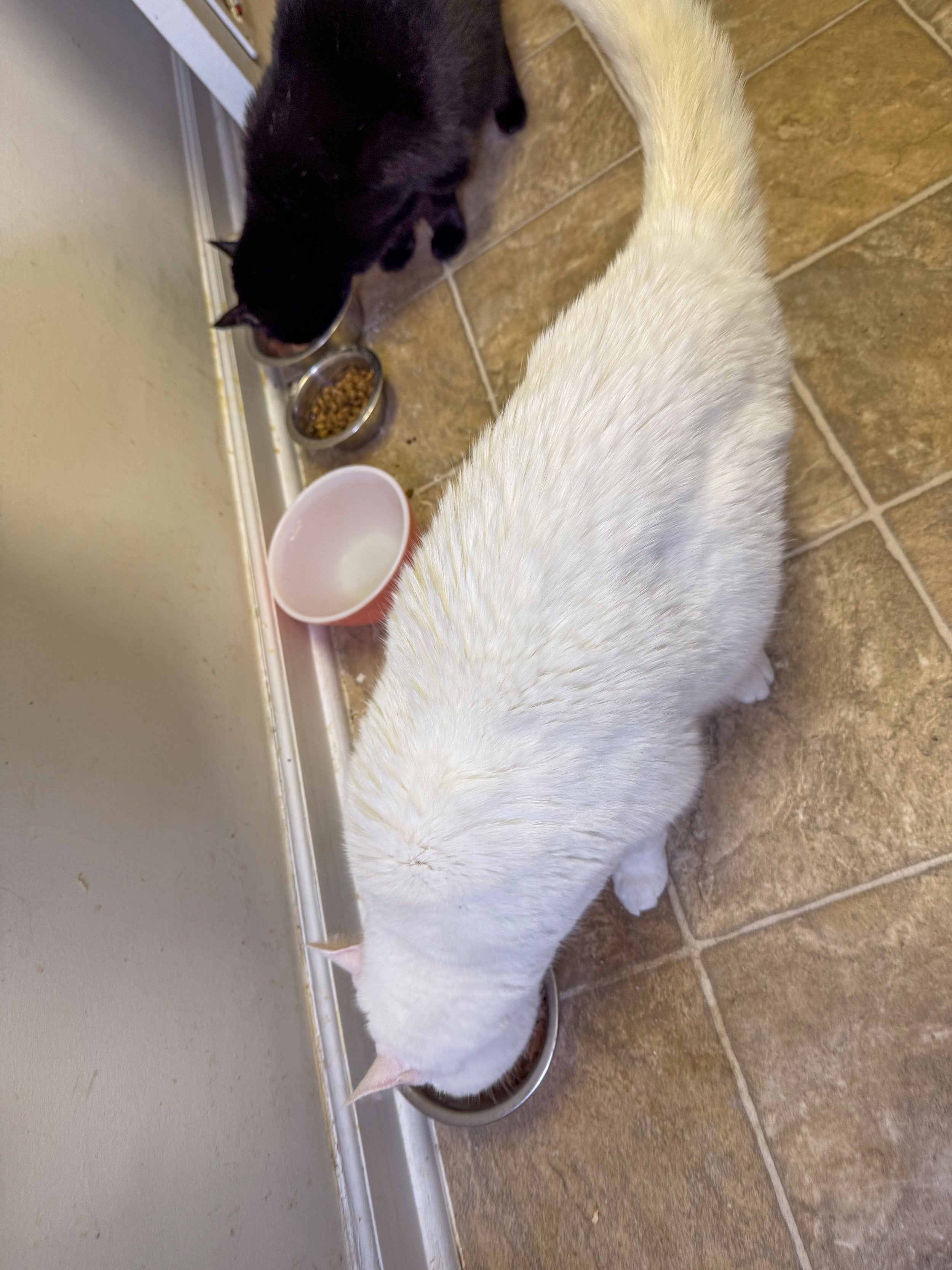 A black cat and a white dog eating from separate bowls on a beige tiled floor next to a wall.