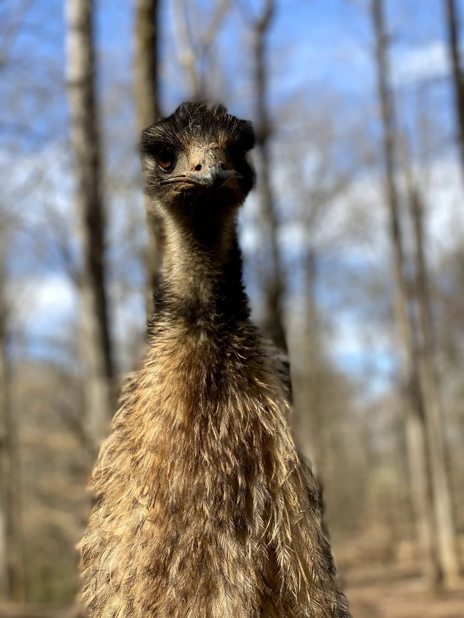 ostrich