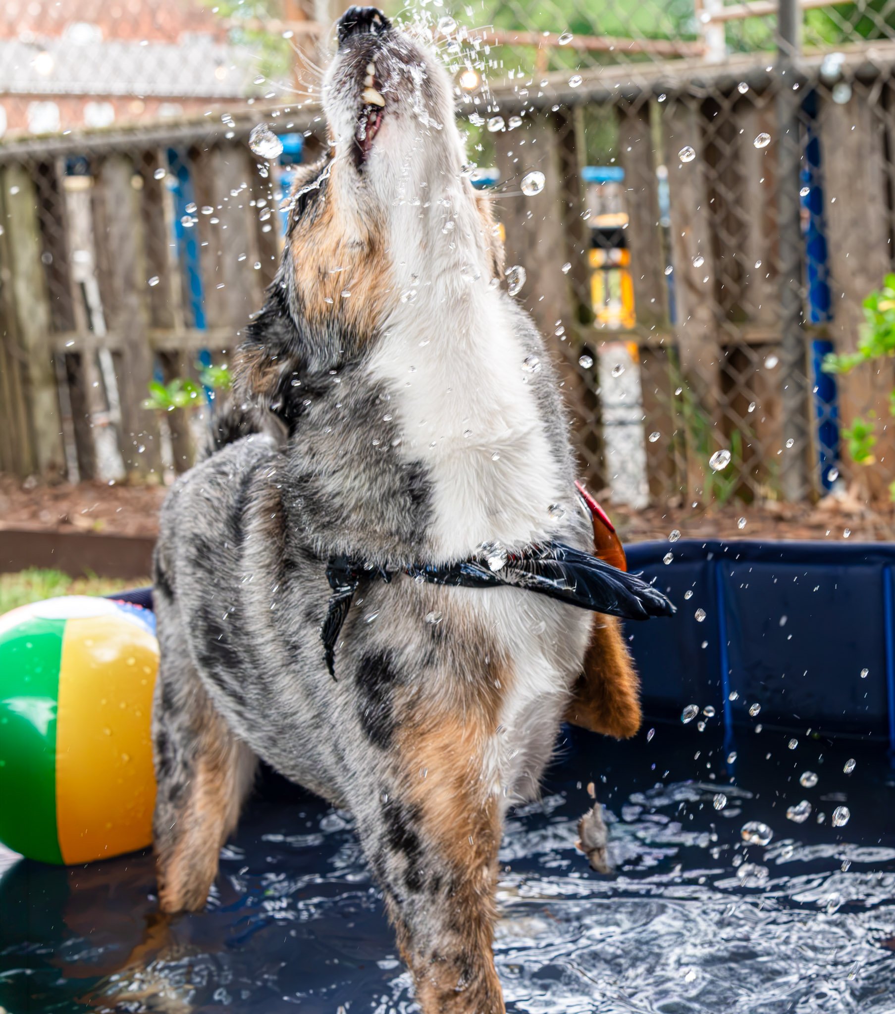 dog splashing in water
