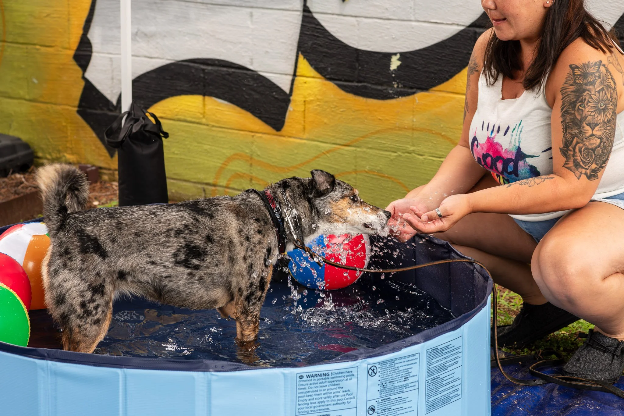 dog with person in pool