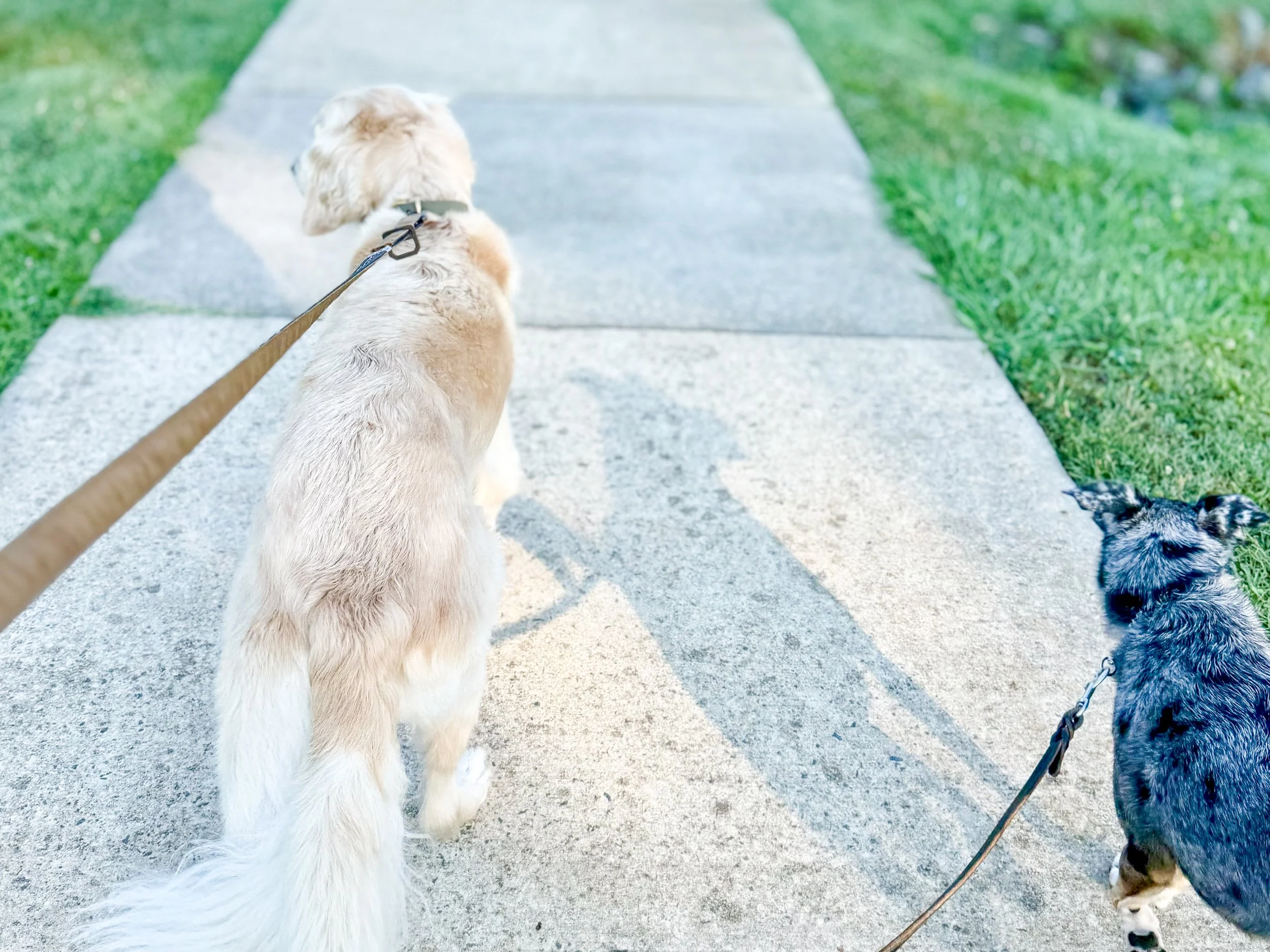 Leash walking golden retriever mount holly nc