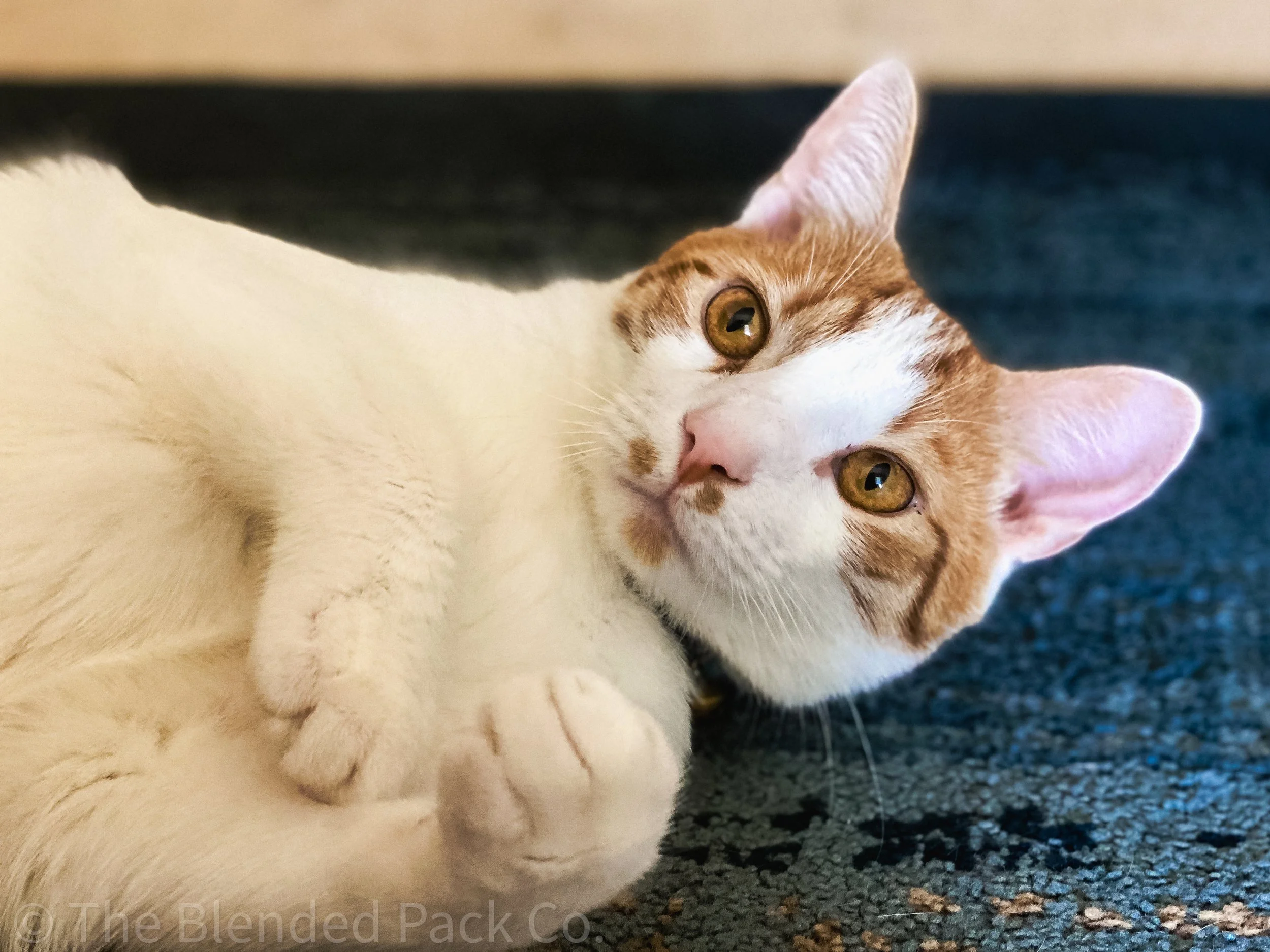 cat laying on blue carpet at home