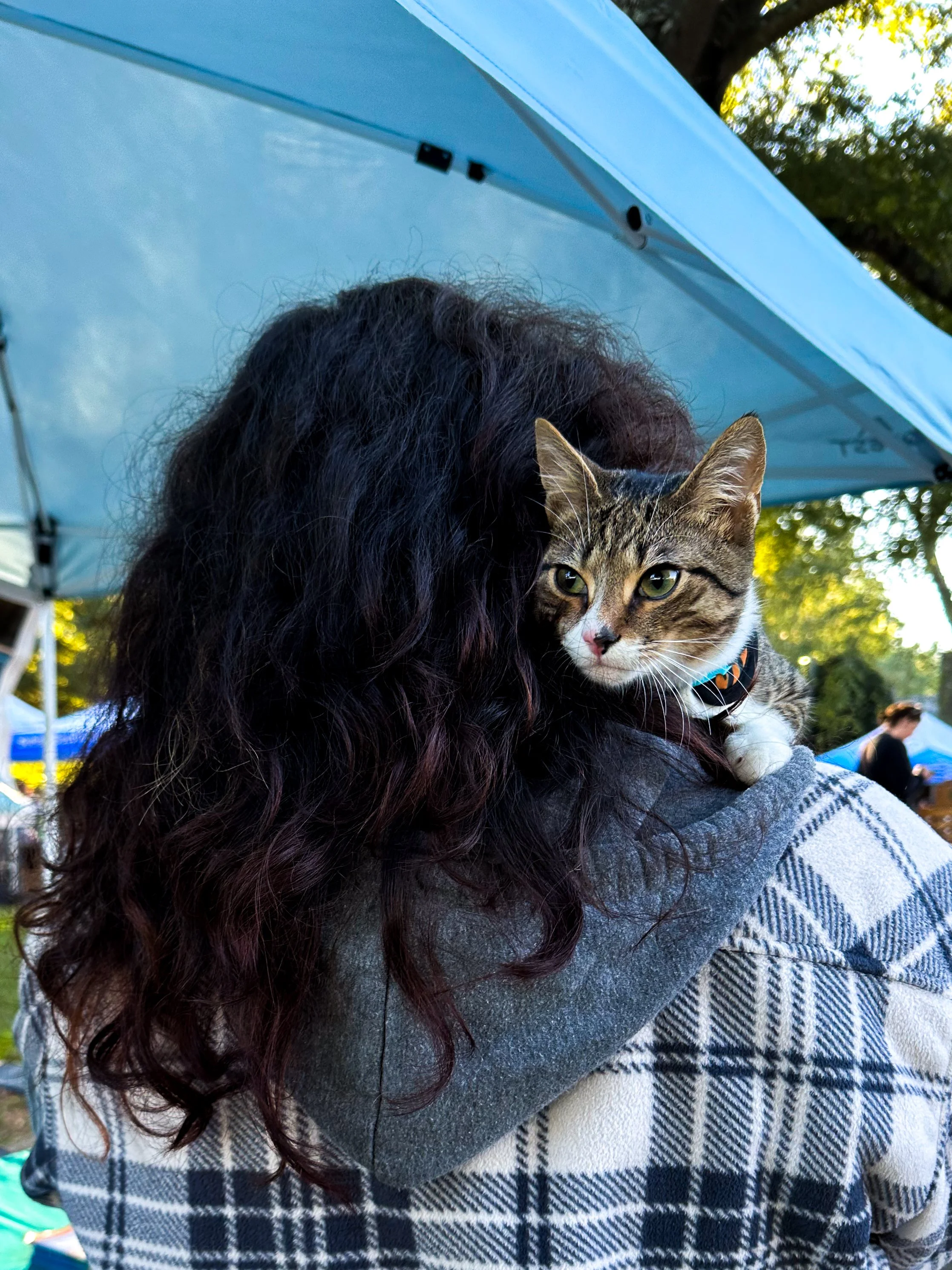 person holding cat