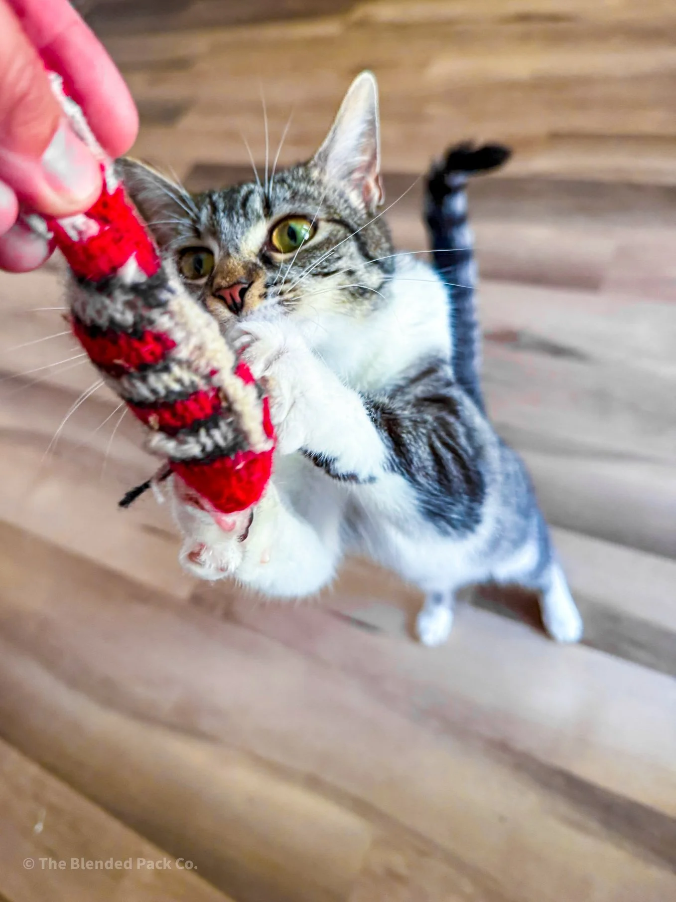 A tabby cat grabbing a red and beige toy being held by a person's hand.