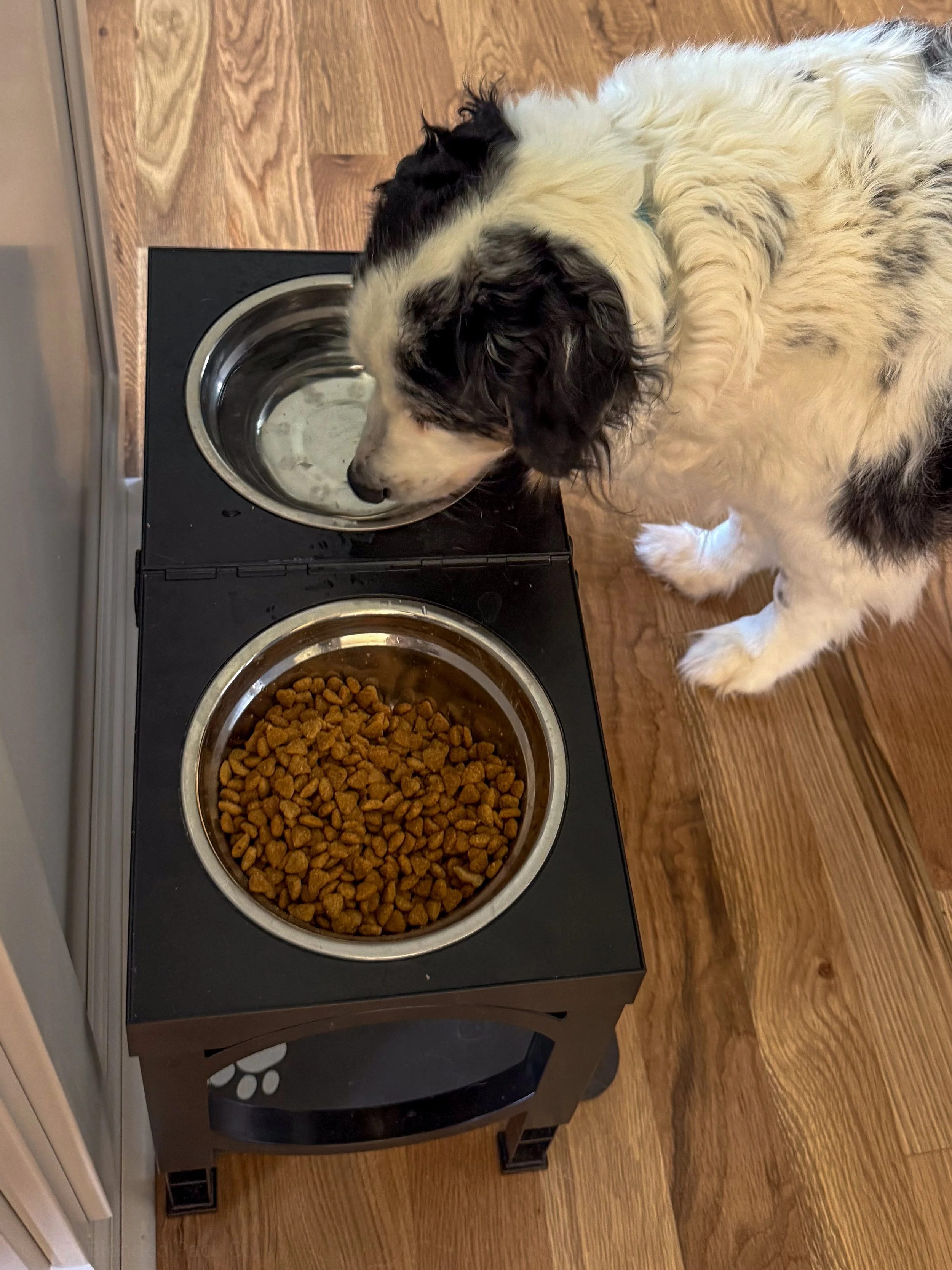 A dog eating from a silver pet bowl in a double metal food stand with wood flooring.