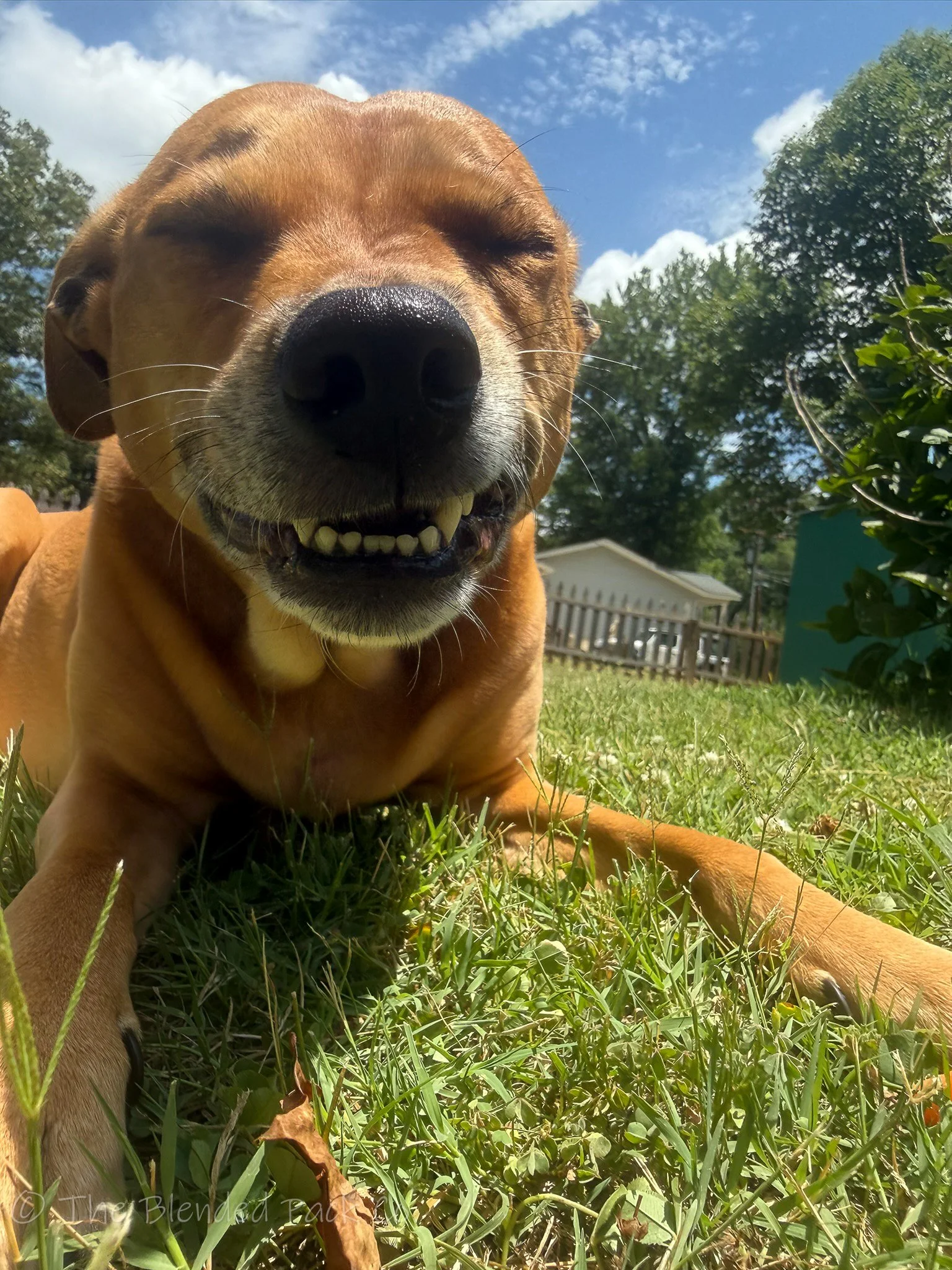 Smiling dog laying in grass in gastonia nc
