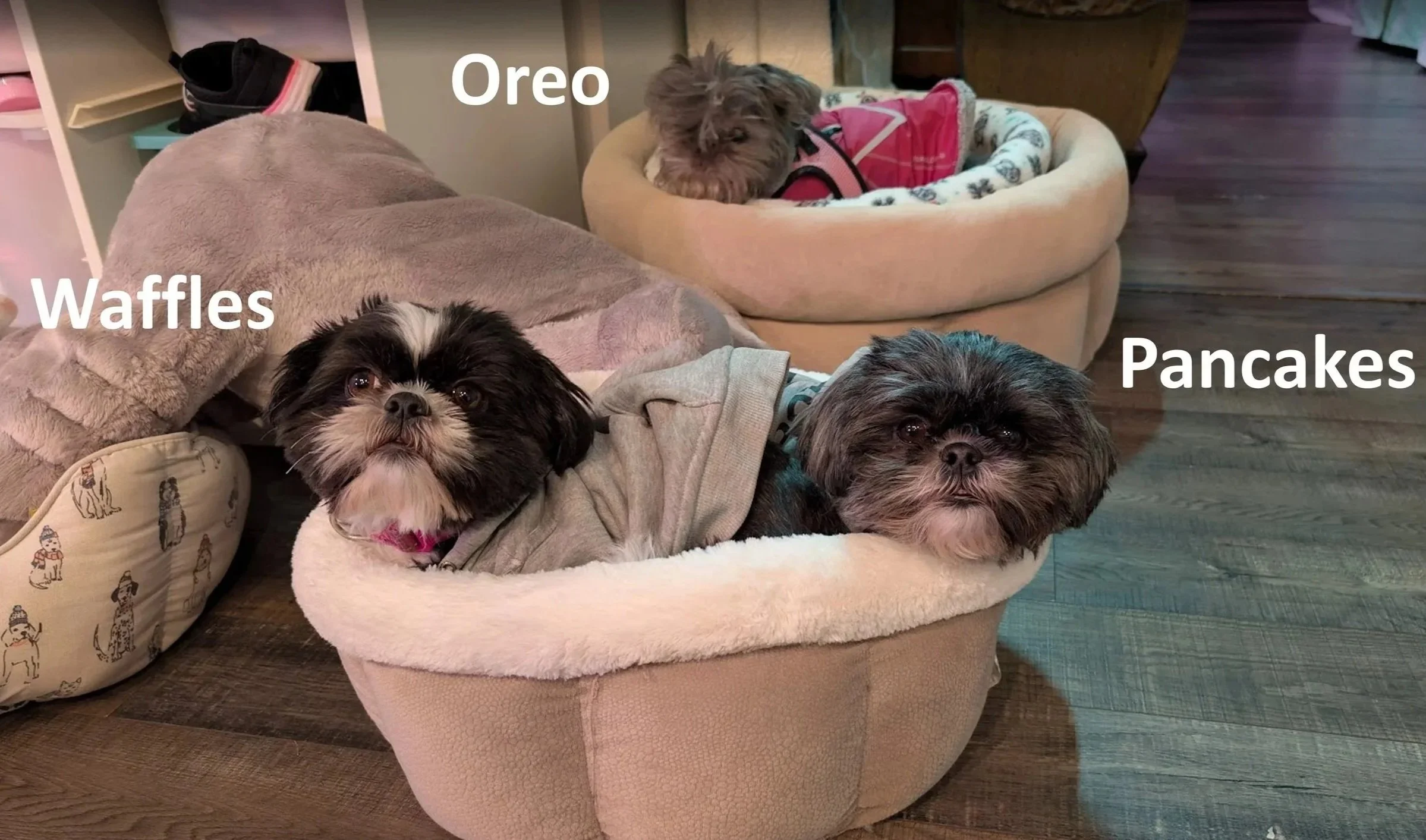 Three small dogs, two lying on a cozy dog bed and one on a cushion, in a home setting. Each dog has a label: one is labeled 'Waffles,' another 'Oreo,' and the third 'Pancakes.' The dogs appear to be relaxed and comfortable.