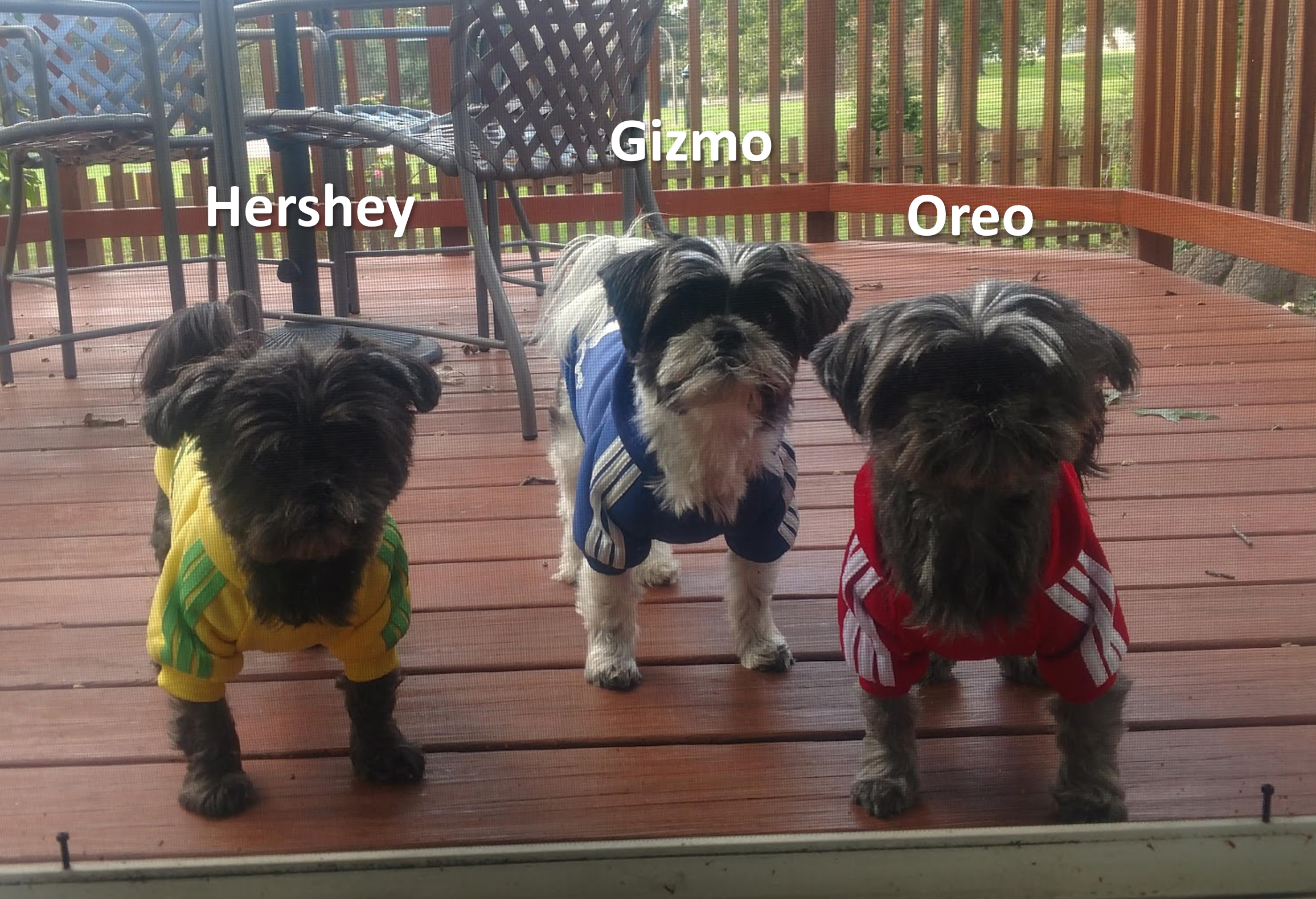 Three small dogs dressed in colorful hoodies, standing on a wooden deck with outdoor furniture and green grass in the background.
