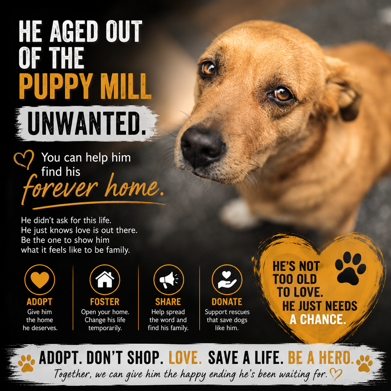 aged-puppymill.png