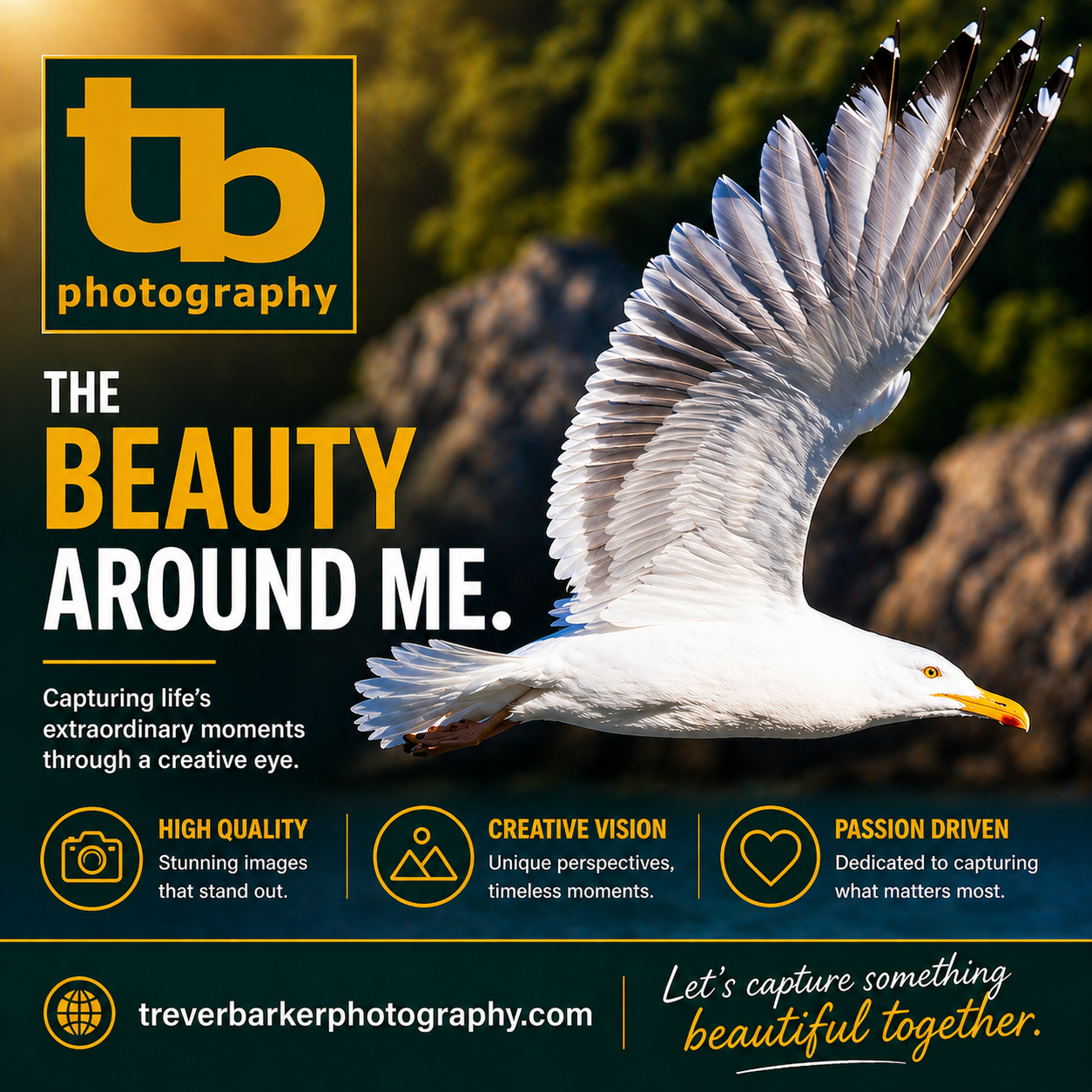 tb-seagull.png