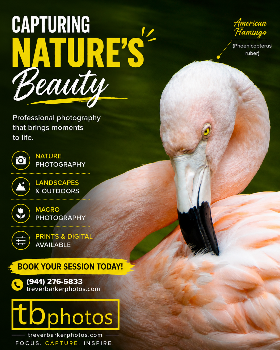 flamingo-natures-beauty.png