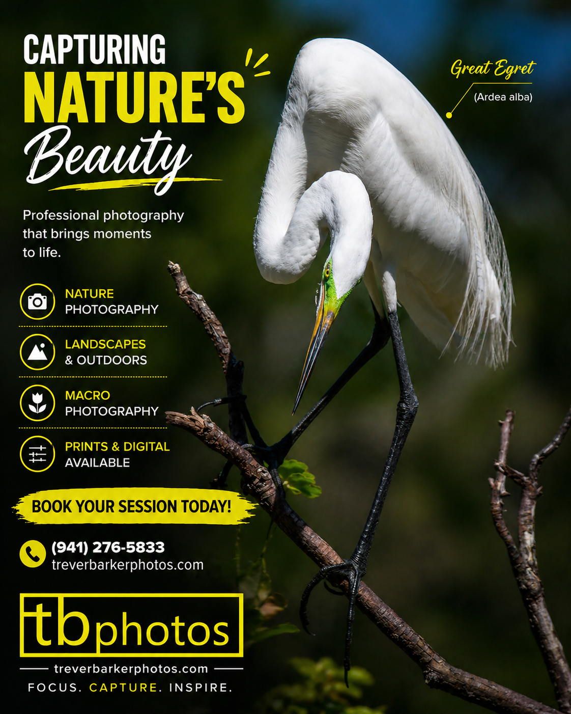 great-egret.png