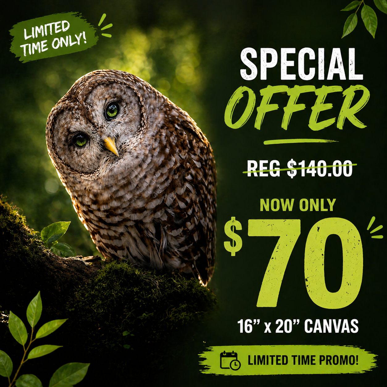 owl-1.png